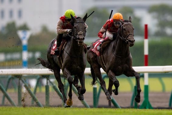 神戸新聞杯