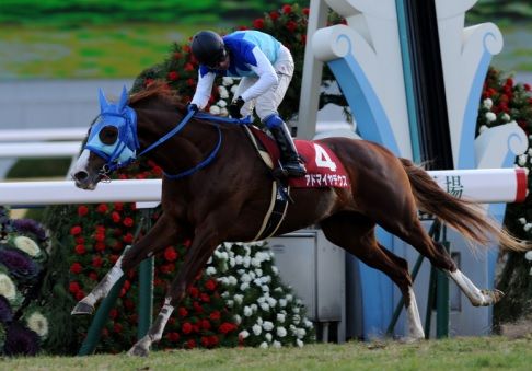 2015日経新春杯